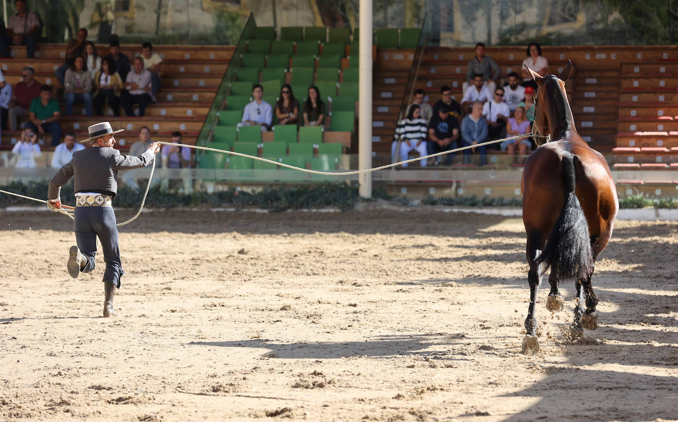 En imágenes, estética y excelencia en el Concurso Morfológico de Pura Raza en Cabalcor