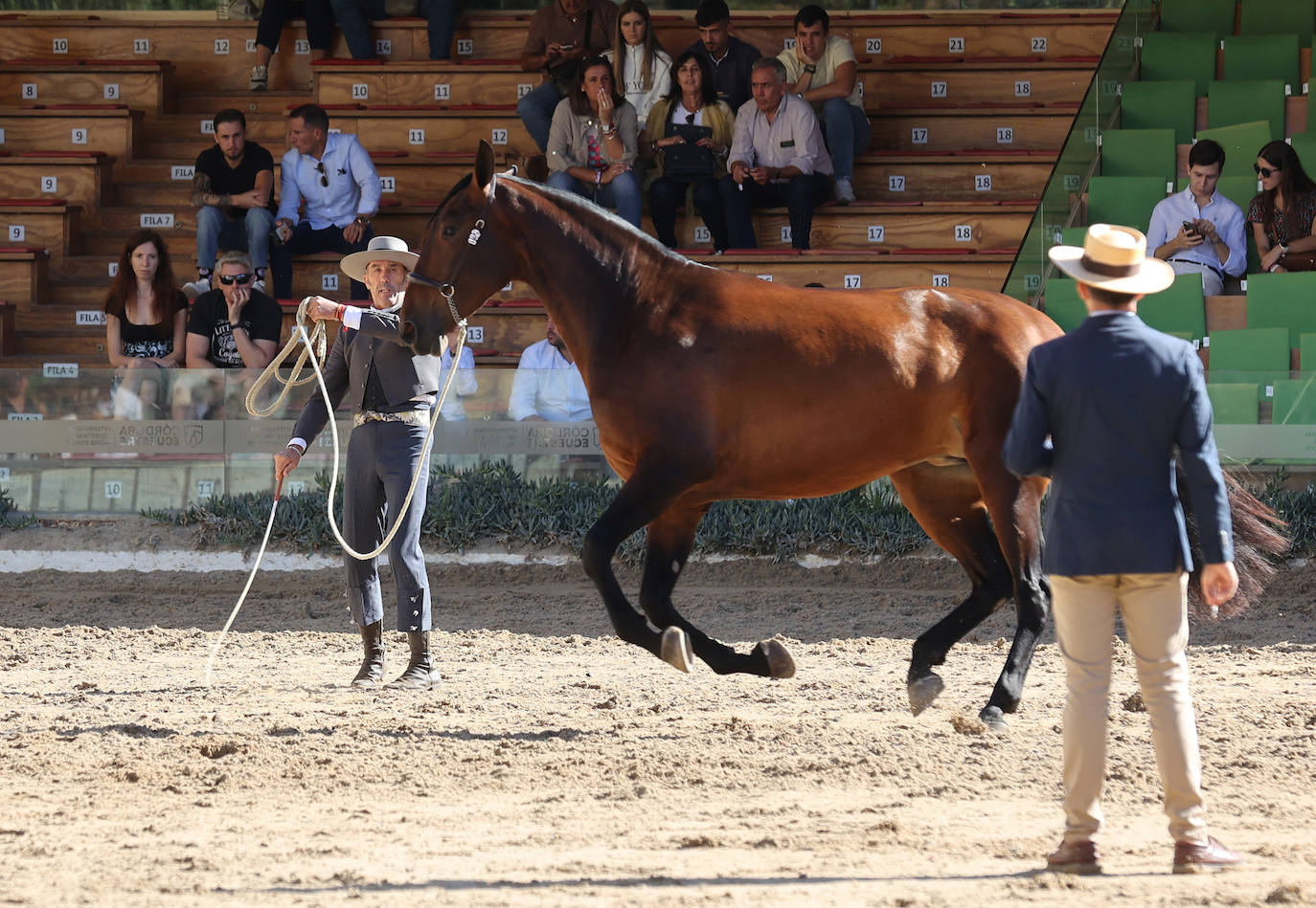 En imágenes, estética y excelencia en el Concurso Morfológico de Pura Raza en Cabalcor