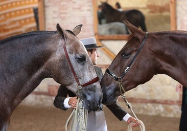 La majestuosa segunda jornada del Concurso Morfológico de Pura Raza en Cabalcor