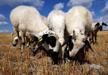 Más de un millón de euros para 740.000 vacunas con las que «prevenir» la lengua azul en el ovino