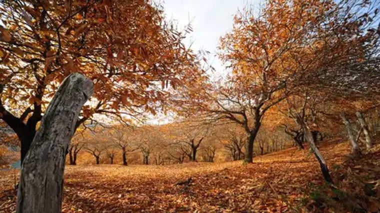 La recolección de la castaña es una tradición familiar en los pueblos de la zona