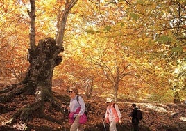 El bosque de cobre que se esconde en Málaga y está repleto de castañas