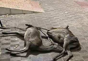 La Guardia Civil detiene a un cazador furtivo tras abatir a dos ciervos en una finca de Posadas