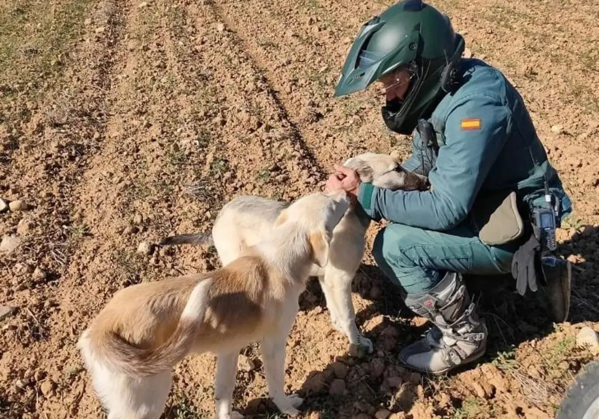 Detenido un hombre en Guadalajara por apalear hasta la muerte a un perro atrapado en un lazo ilegal