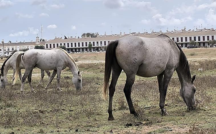 Imagen principal - Arriba, caballos en pastoreo controlado en El Rocío. Abajo a la izquierda, voluntarias de la asociación El Burrito Feliz en una patrulla nocturna. Abajo a la derecha, un mulo suelto en las inmediaciones de Almonte