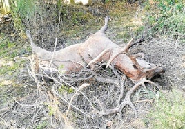 El 'covid de las vacas' vuelve a los ciervos