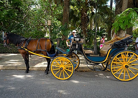 Imagen secundaria 1 - Los coches de caballos podrán circular por el centro de Málaga hasta 2035 como muy tarde aunque el Ayuntamiento los quiere suprimir cuanto antes
