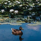 El pueblo con el lago más grande de Cataluña que, cuenta la leyenda, está regentado por un dragón