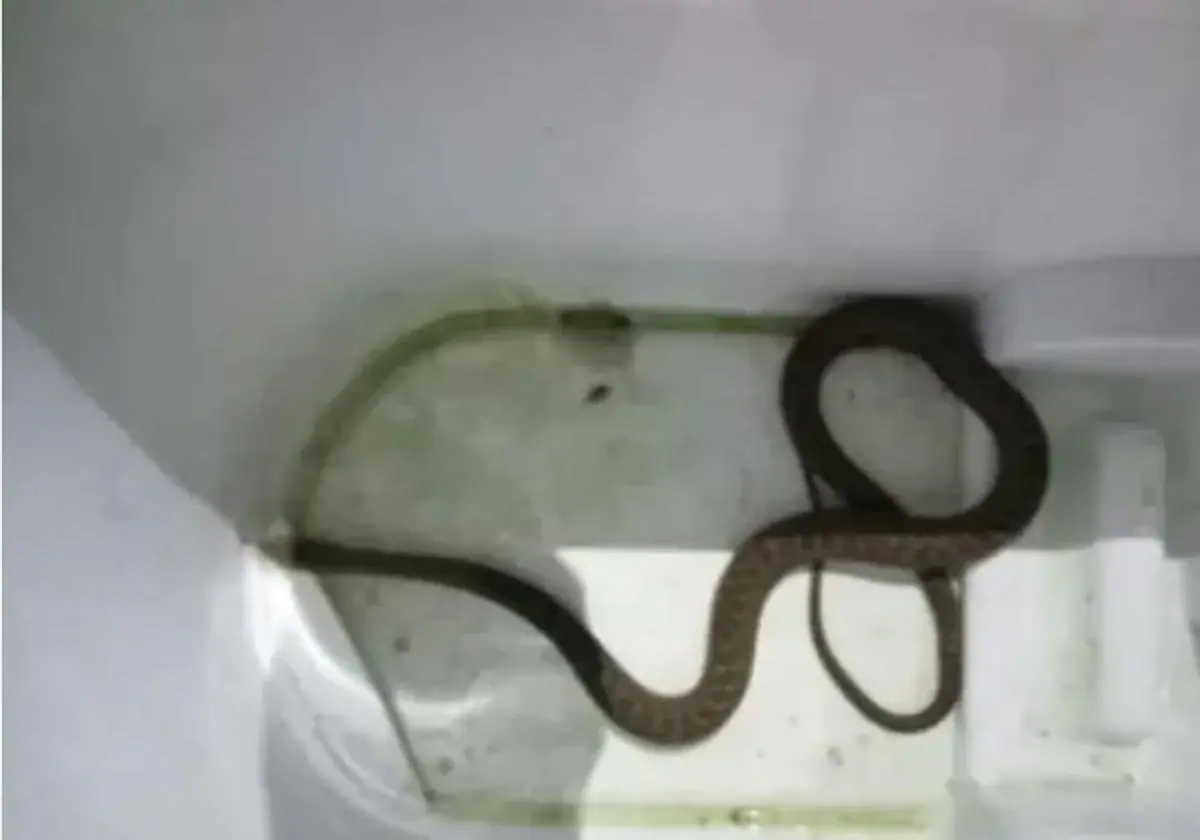 La serpiente en la cocina de unos vecinos en Vigo