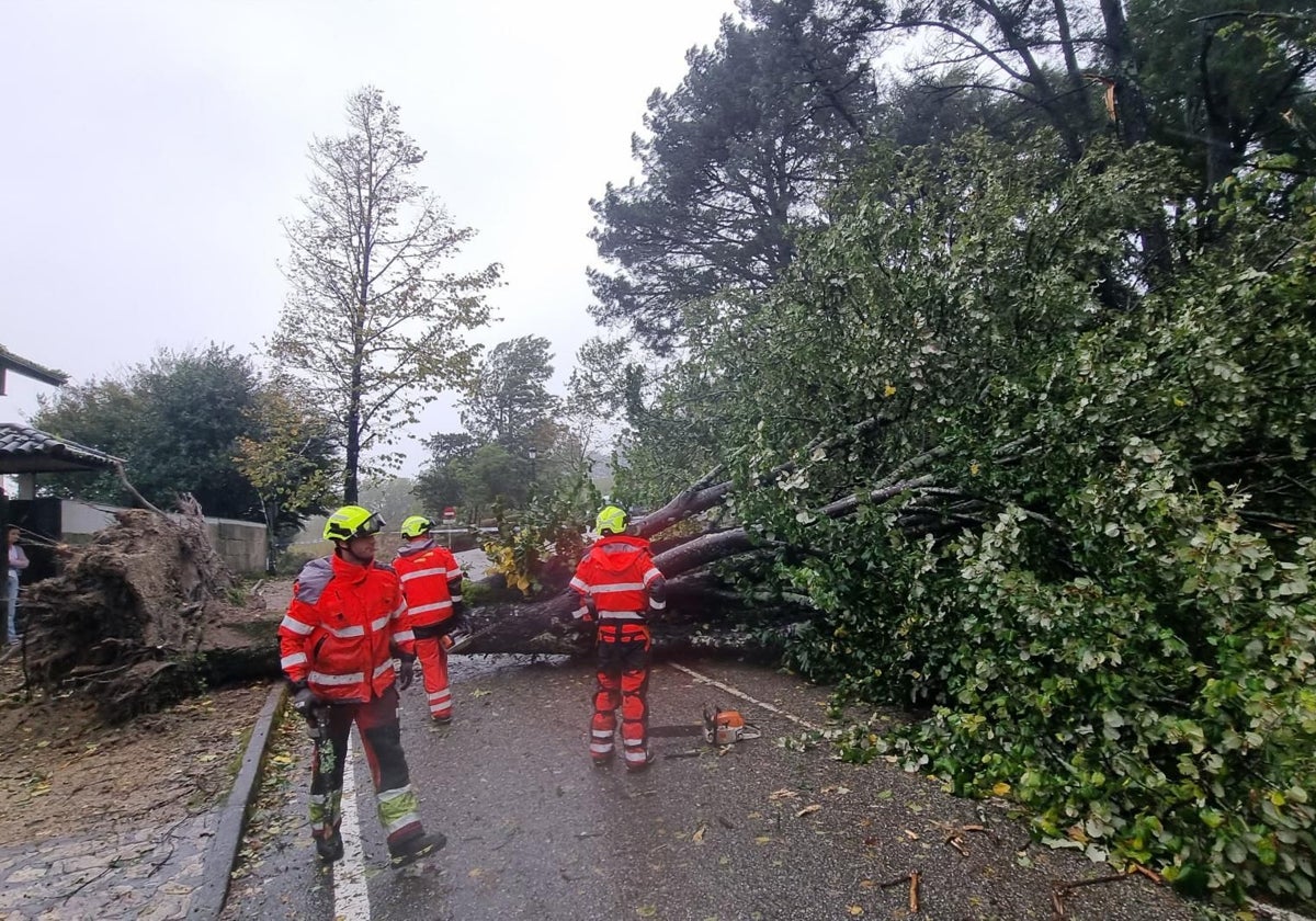 Bomberos retiran uno de los árboles caídos en el Parque del Castro de Vigo a causa del viento