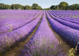 Denuncian que productores de La Alcarria comienzan a arrancar lavanda por falta de rentabilidad