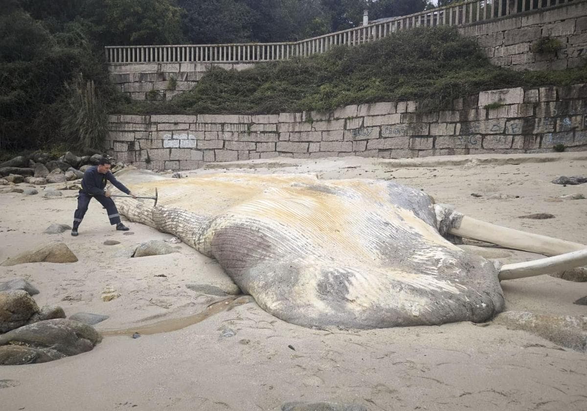 Una ballena muerta en la playa de Pampaído