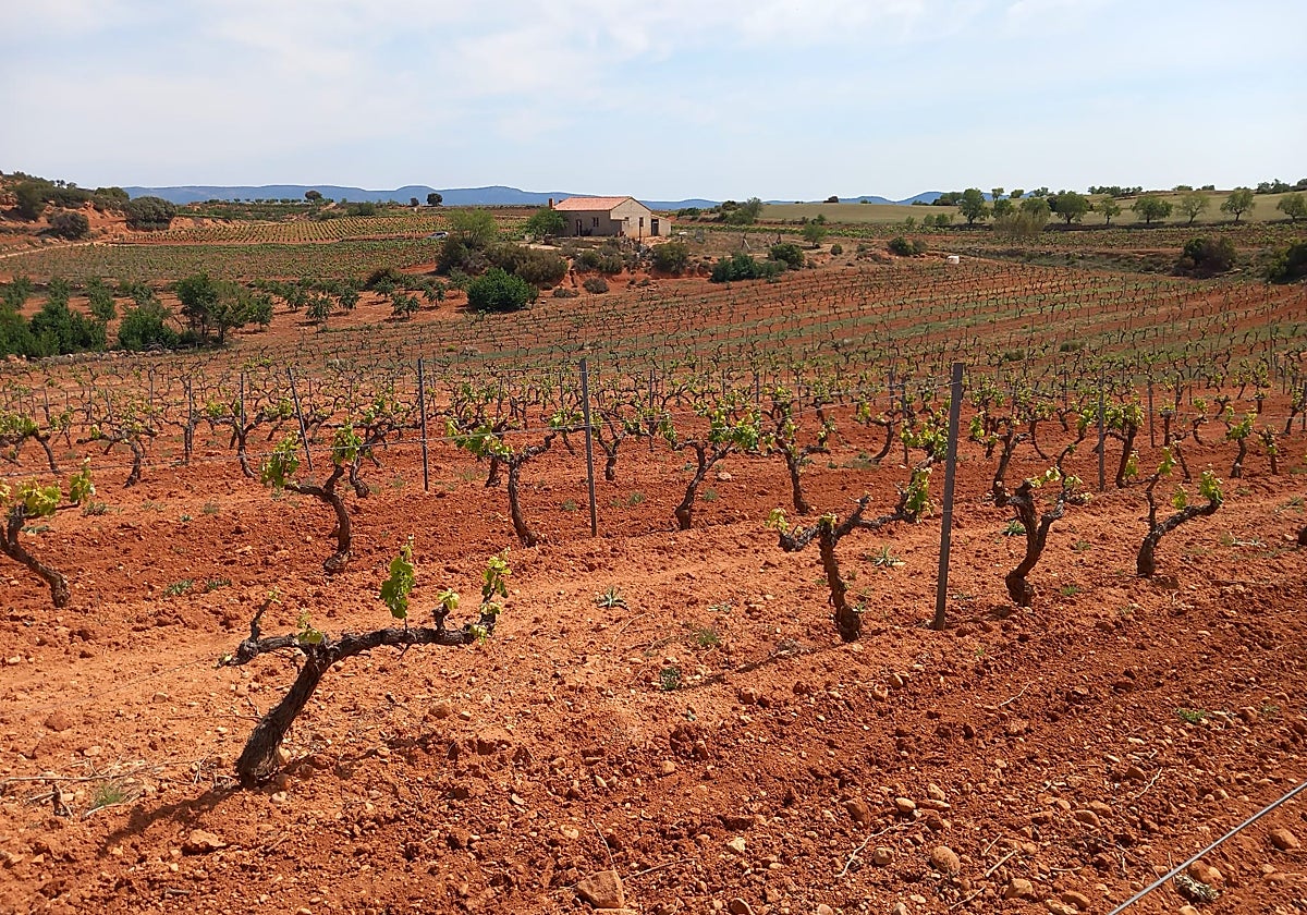 Cultivo de viñedo en la Comunidad Valenciana