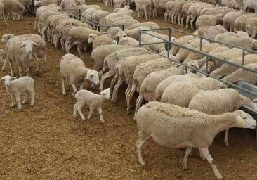 Detectan ocho focos de la nueva cepa de lengua azul en cinco municipios de la provincia de Toledo