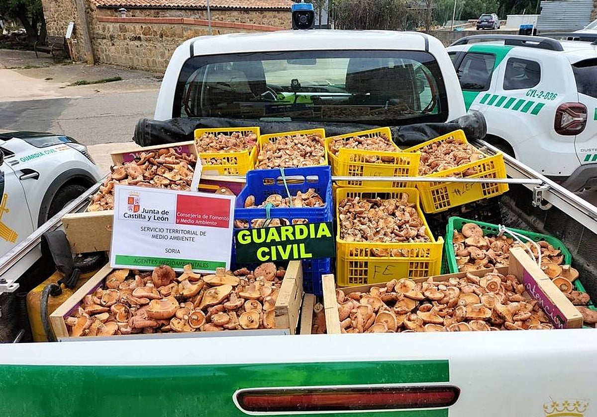 Setas decomisadas durante uno de los fines de semana de esta campaña en Soria