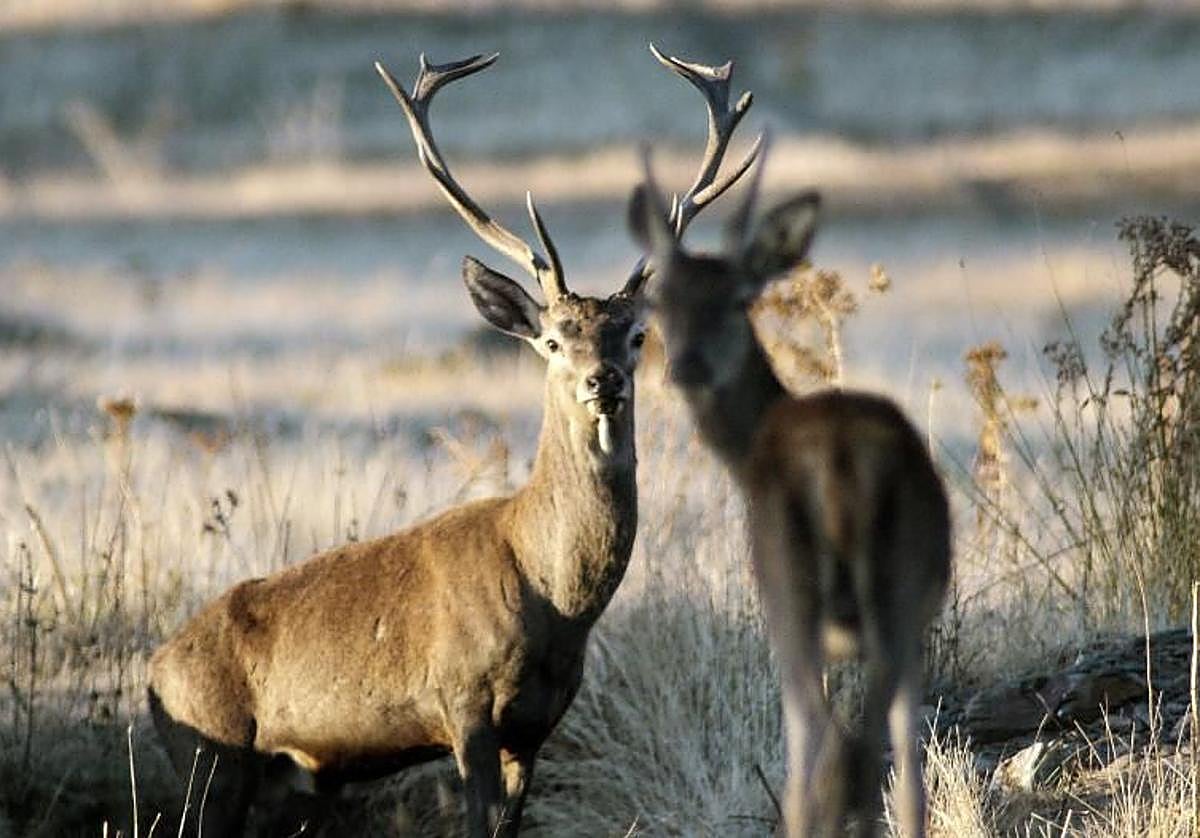 Ciervos en una imagen de archivo