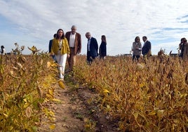 La Junta vuelve la mirada hacia la soja como cultivo alternativo para regadío