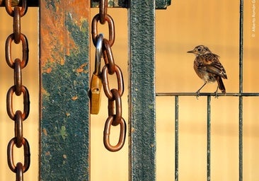 Un ubriqueño de nueve años logra el premio al mejor fotógrafo de naturaleza del año en el Museo de Historia Natural de Londres