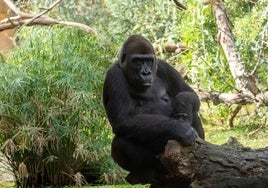 La gorila de Bioparc Valencia que rinde homenaje al legado de Dian Fossey cumple 25 años