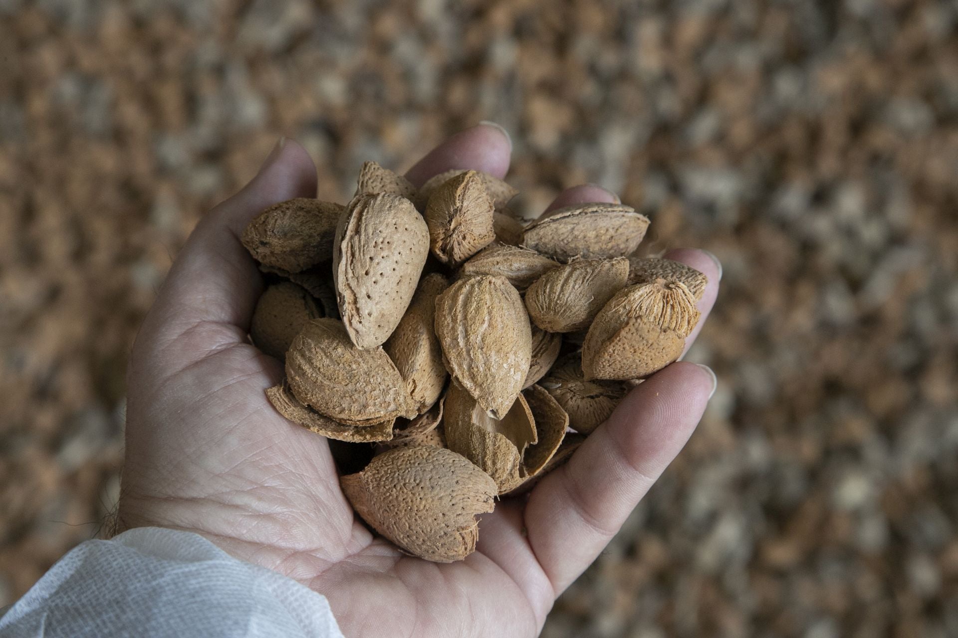 La imponente planta de almendras de Dcoop en Villarrubia, en imágenes