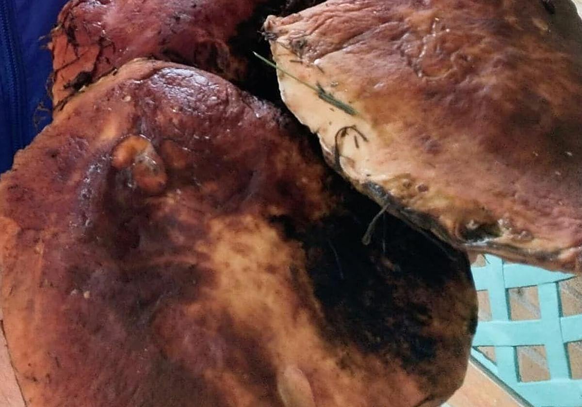 Los montes del Bierzo &#039;regalan&#039; un boletus de casi tres kilos: «Este año es una pasada, hay muchísimas setas»