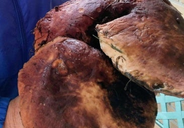 Los montes del Bierzo 'regalan' un boletus de casi tres kilos: «Este año es una pasada, hay muchísimos»