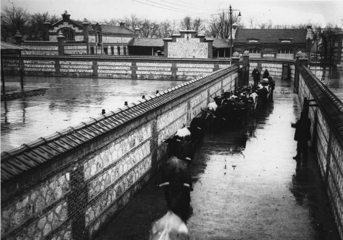 Reses en el matadero en 1927