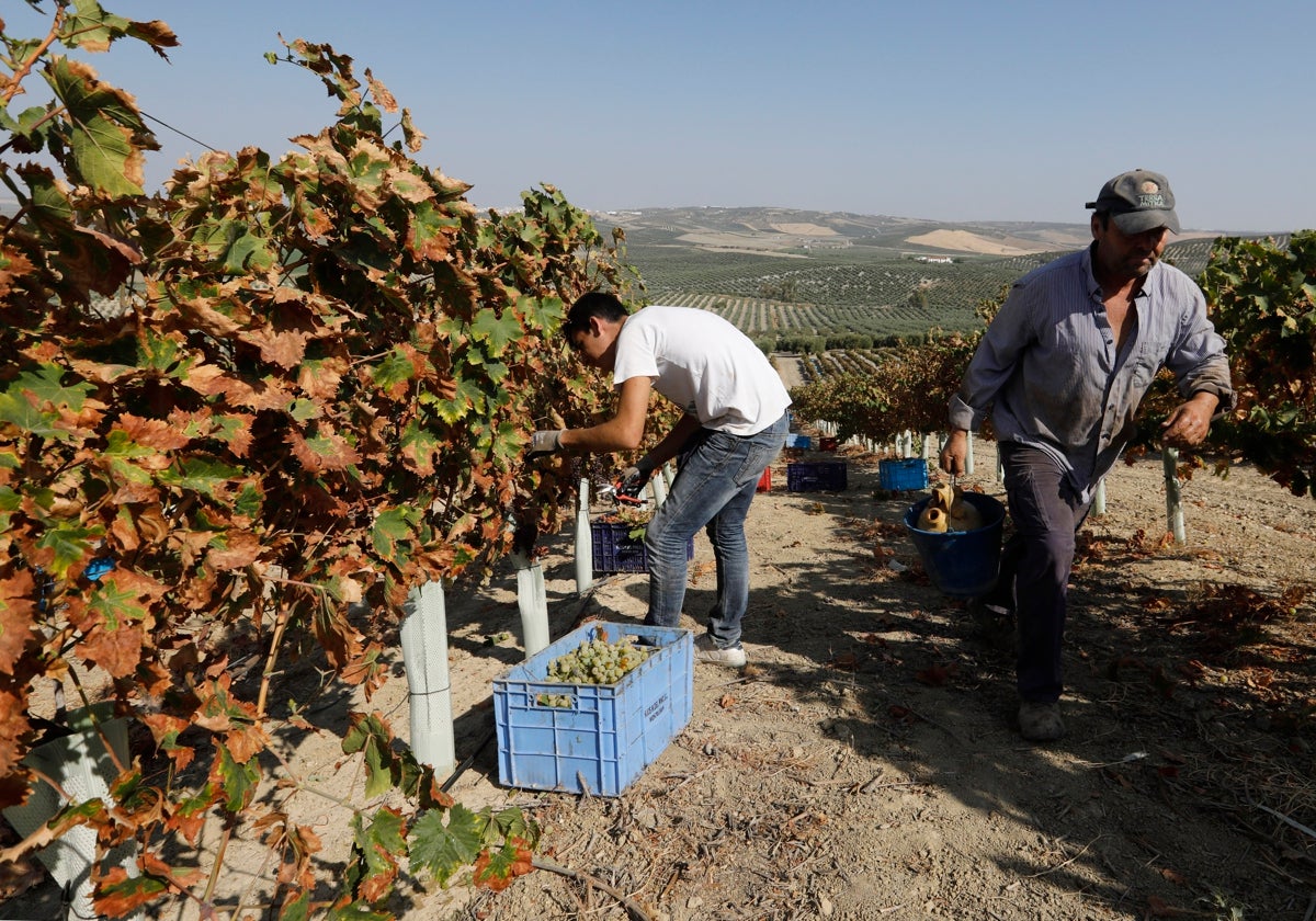 Dos trabajadores durante la recolección de la uva pasera