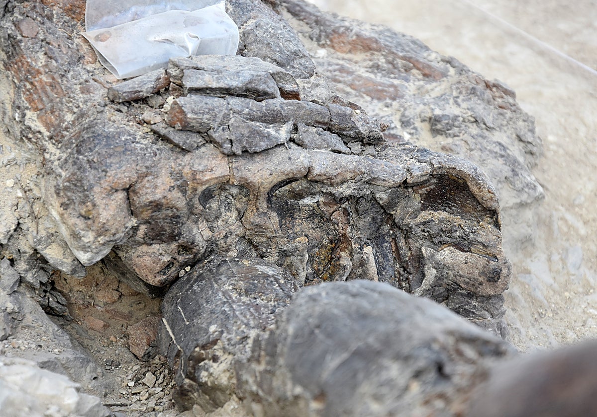 Restos encontrados en las recientes excavaciones en Baza
