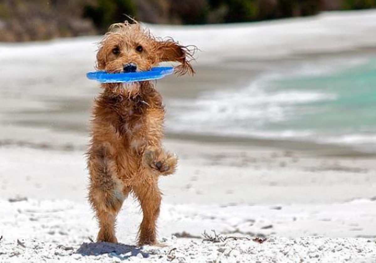 La presencia de perros en las playas de San Sebastián suscita quejas entre la población