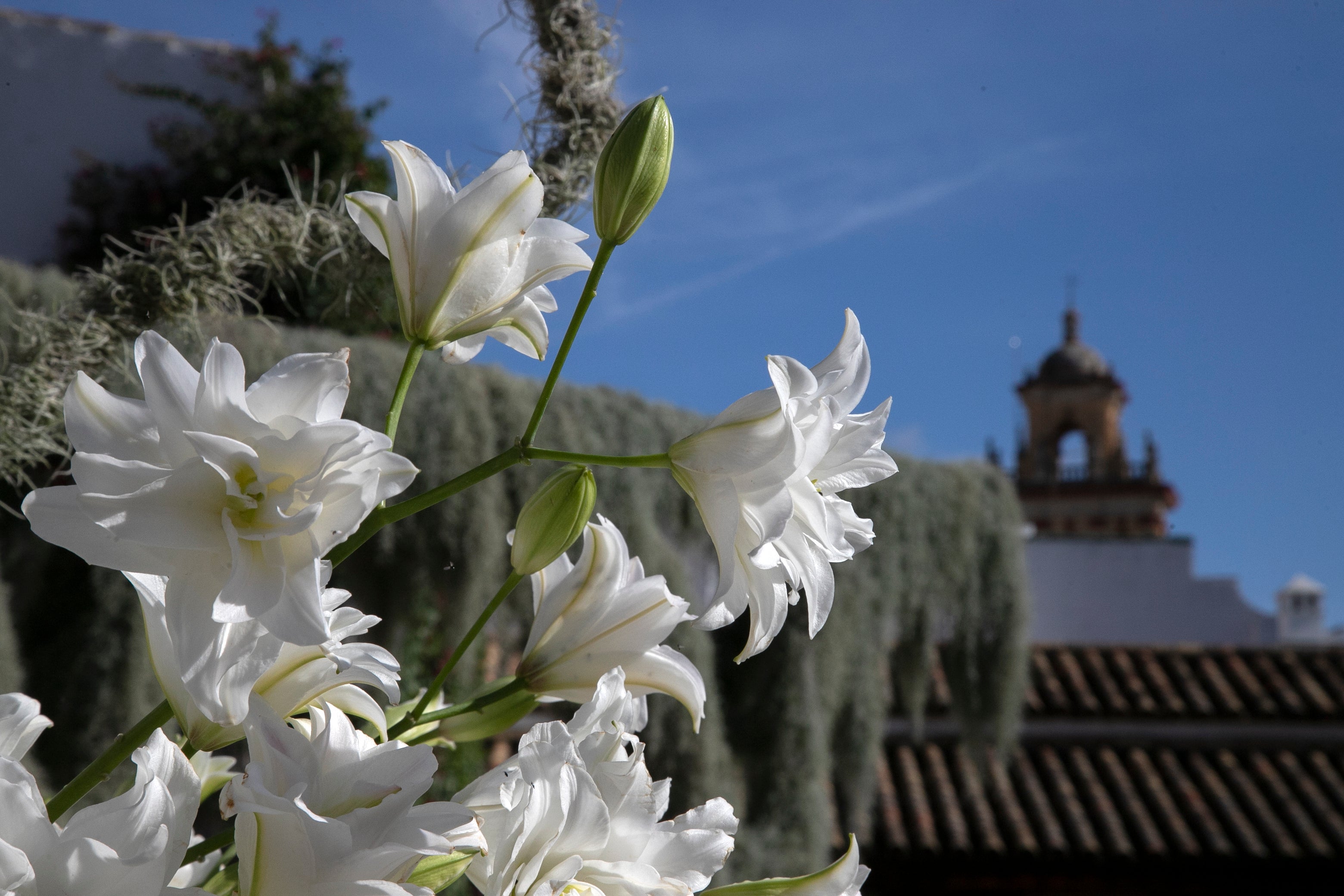El ambiente en las instalaciones del Festival de Flora de Córdoba, en imágenes