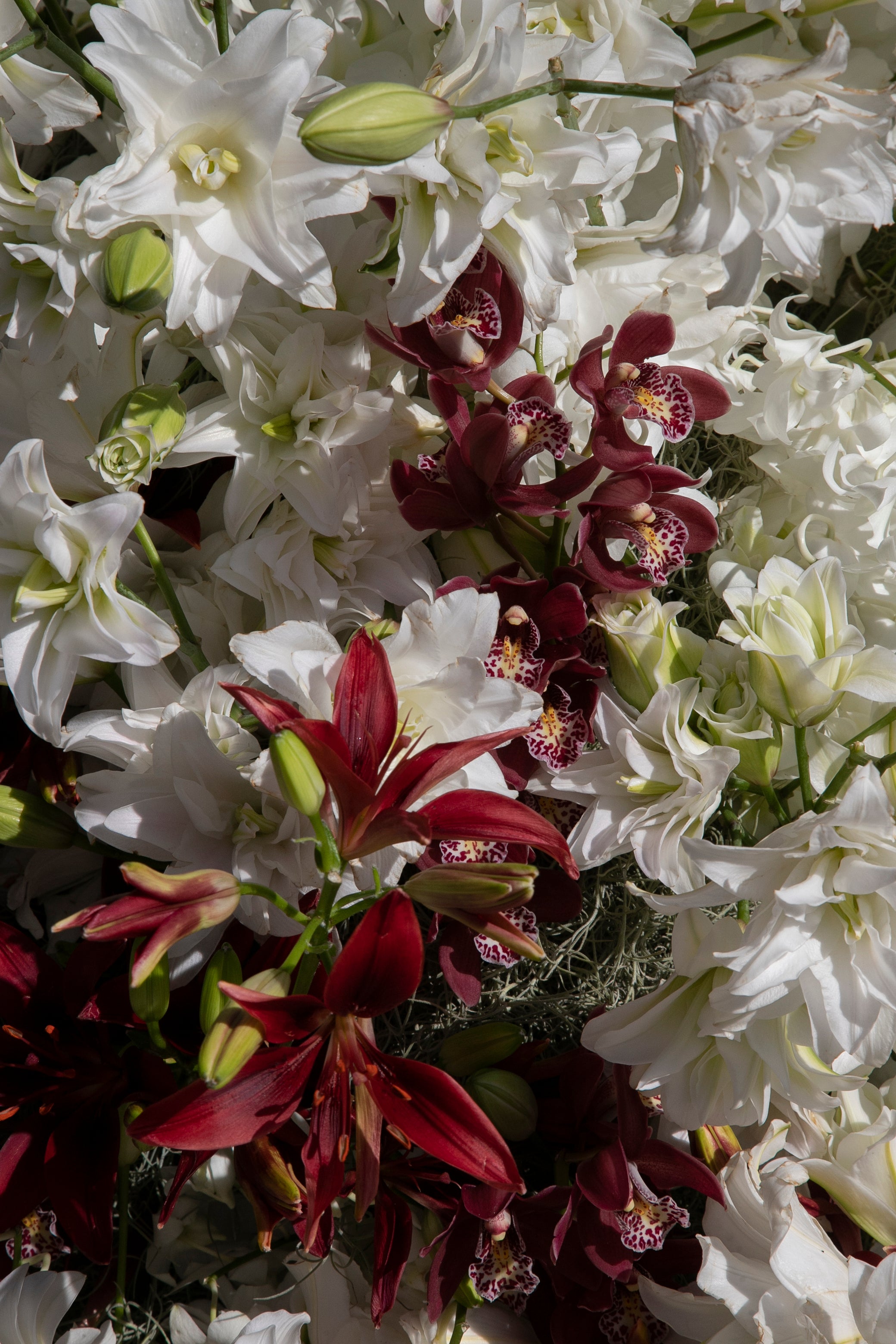 El ambiente en las instalaciones del Festival de Flora de Córdoba, en imágenes