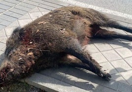 Un jabalí suelto por la calle provoca una estampida en Vallecas: «Se ha llegado a colar en la estación de Cercanías»