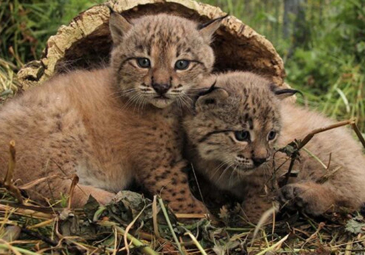 Linces ibéricos nacidos en Santa Elena