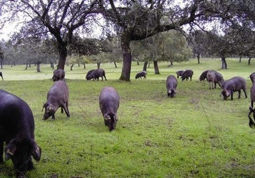 El sector del ibérico espera una montanera «espectacular»