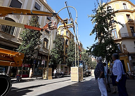 Imagen secundaria 1 - Aunque todavía no se conocen al detalle los cambios que se han introducido en el popular espectáculo de luz y sonido de Navidad en la calle Cruz Conde, el arranque del montaje deja entrever algunos de ellos. Principalmente, el paso del medio arco que se venía instalando desde 2019 al arco completo que, además, gana en altura para poder completarlo por encima de la hilera de magnolios de la vía comercial.