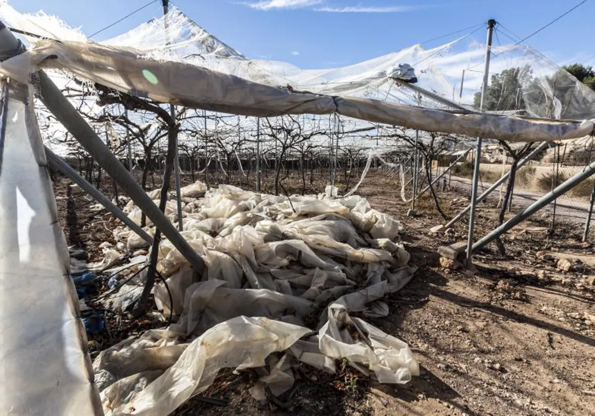 Cultivo de viña afectado por la sequía y la falta de agua en la vega del Segura