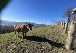 Muere un hombre de 63 años tras ser corneado por una vaca en Madrid