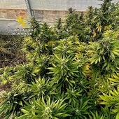 Descubren 300 plantas de marihuana y 70 kilos de droga listas para vender en las fiestas patronales de la localidad alicantina de Callosa