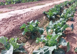 La DANA da esperanzas al campo de Alicante de salvar las hortalizas de invierno arruinadas por el Gobierno