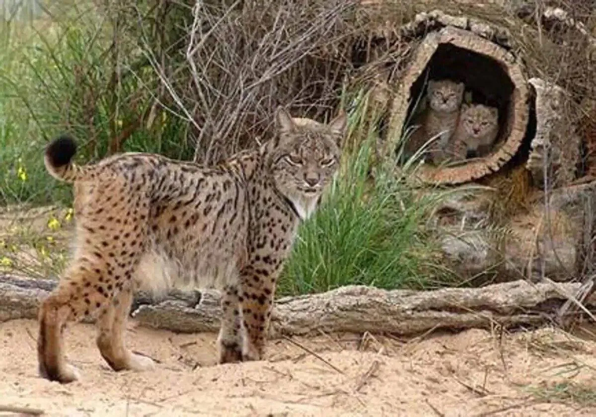 Investigado un cazador por matar a un lince ibérico en Villamanrique (Ciudad Real) mientras cazaba conejos