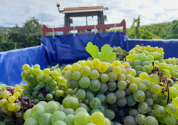 La Junta suspende cautelarmente la autorización del uso de la uva godello en la DO Rueda