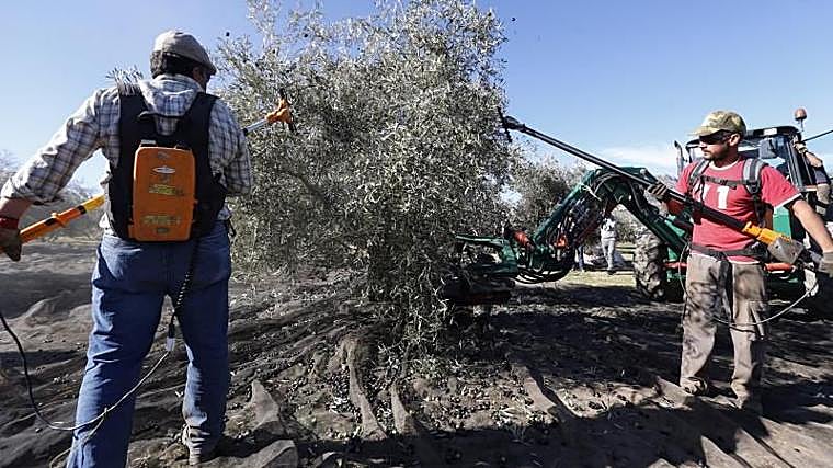 El precio del aceite en Córdoba se retrae un 13% en un mes a la espera de más bajadas