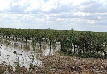 Los daños en cultivos de la región se conocerán «esta semana» aunque la superficie afectada «no es extensa»