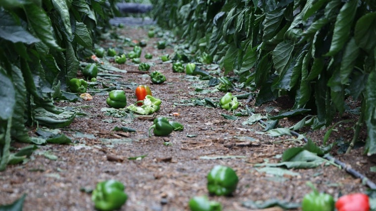 Cultivo de pimiento afectado por la tormenta de granizo en un invernadero de El Ejido