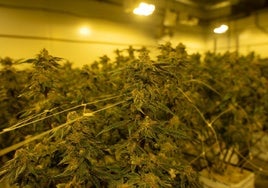 Absuelta una cooperativa de hortalizas de Almería por cultivar marihuana al ser un proyecto de I+D