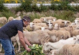 Castilla-La Mancha establece un plan de vigilancia y control de la fiebre Q en vacas, cabras y ovejas