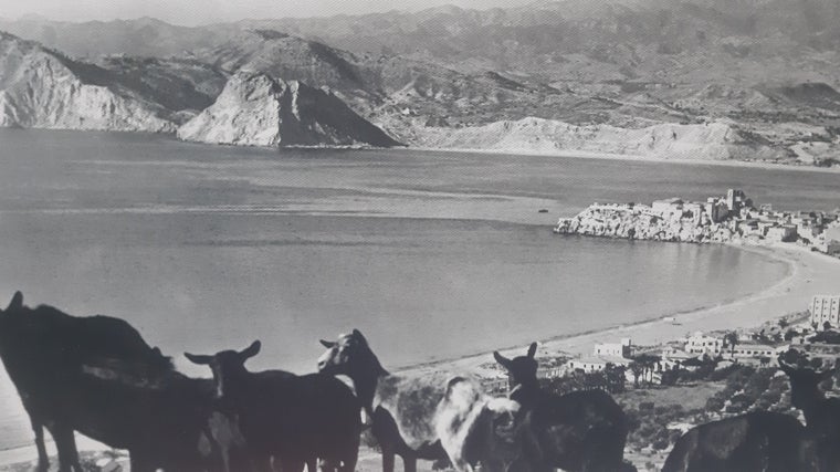La poeta describe en sus 'Diarios Completos' las cabras de esta imagen de Benidorm de los años 50: «oímos un tintineo y el rebaño de aristocráticas cabras negras y grises apareció».