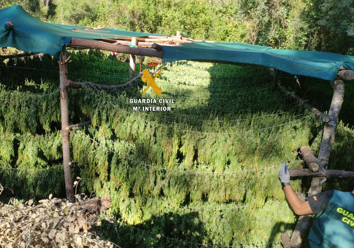 Plantación de marihuana en el Parque Nacional