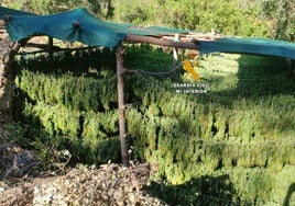 Una plantación de 5.000 metros cuadrados de marihuana en el Parque Nacional Sierra de las Nieves